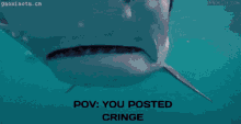 shark cringe you posted