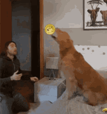 Doge Dogecoin GIF - Doge Dogecoin Tip GIFs