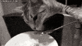 a cat is eating food with a fork from a plate .