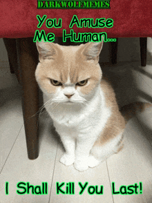 an angry cat is sitting under a chair with the caption " you amuse me human ... i shall kill you last ! "