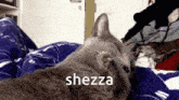 Cat Forgets Her Tongue Is Out Shezza GIF - Cat Forgets Her Tongue Is Out Shezza Tongue Out Tuesday GIFs
