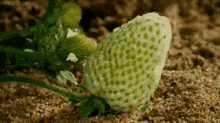 a white strawberry is growing on a plant in the dirt