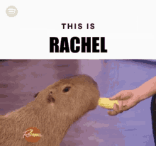 Rachel Capybara GIF - Rachel Capybara This Is GIFs