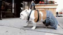 jean shorts jorts bulldog dog in pants