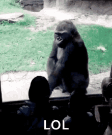 Gorilla Angry GIF