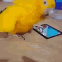 Happy Parrot GIF - Happy Parrot Bird GIFs