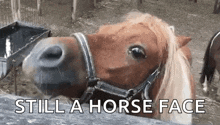 Horse Smile GIF - Horse Smile Hungry GIFs