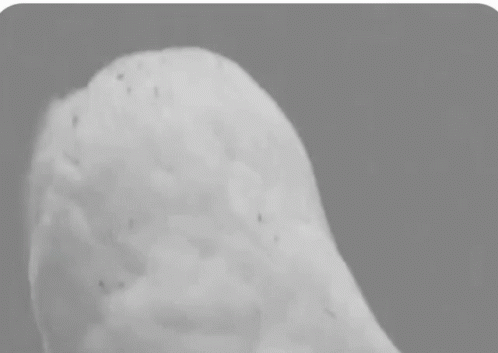 Surprise Owl GIF - Surprise Owl - Discover  Share GIFs