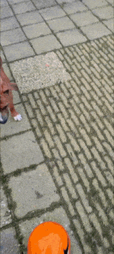 a brown dog standing on a brick sidewalk next to a white door