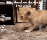 Megatron Orange GIF - Megatron Orange Kitten GIFs