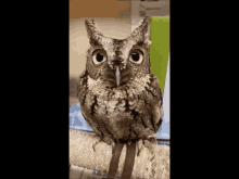 Owl Wink GIF - Owl Wink GIFs