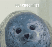 Seal Choomfie GIF - Seal Choomfie Choomfie Nation GIFs
