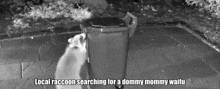a raccoon is standing next to a trash can with the caption `` local raccoon searching for a dommy mommy waifu ''