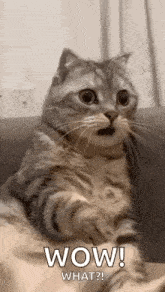 a cat with a surprised look on its face is sitting on a couch .