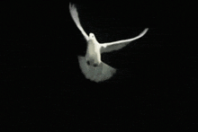 a white dove is flying in the dark with the words el espiritu de dios esta sobre nosotros below it