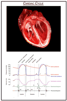 Cardiac Cycle Heart GIF - Cardiac Cycle Heart Heartbeat GIFs