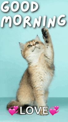 a picture of a cat with the words good morning love written above it