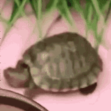 Turtle Meme GIFs | Tenor