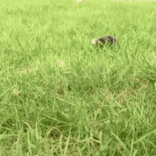 Mole Waddle GIF - Mole Waddle Oh Lawd He Comin GIFs
