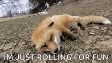 fox cute im just rolling for fun rolling on the floor