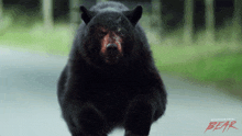 I Will Catch You Cocaine Bear GIF - I Will Catch You Cocaine Bear Come Here GIFs