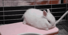 Rabbit Bunny GIF - Rabbit Bunny Fluff GIFs