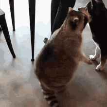 Fat Raccoon GIF - Fat Raccoon GIFs