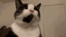 Cat Boop GIF - Cat Boop Nose GIFs