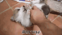 เกาพุง เกาท้อง น่ารัก หมา GIF - Scratch Belly Belly Scratch Cute GIFs