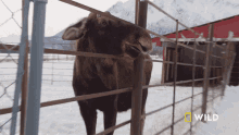 Eating National Geographic GIF - Eating National Geographic An Injured Moose Gets An Exam GIFs