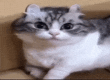 a close up of a cat laying on a couch looking at the camera .