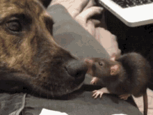 Ratdog Dograt GIF - Ratdog Rat Dog GIFs