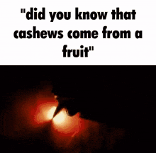 cashew fruit cashews come from a fruit