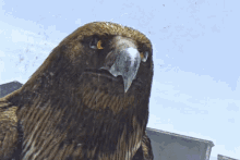 Hawk Bird GIF