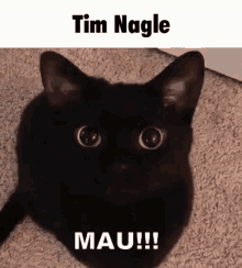 Tim Nagle Cat GIF - Tim Nagle Cat Mau GIFs