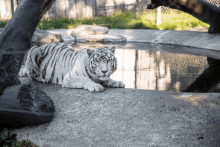 Tiger White Tiger GIF