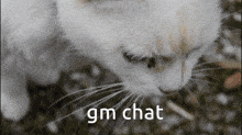 Gm Gmchat GIF - Gm Gmchat Goodmorning GIFs