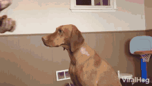Balancing Behave GIF - Balancing Behave Dog Tricks GIFs