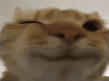 a close up of a cat 's face with a smile on it 's face .