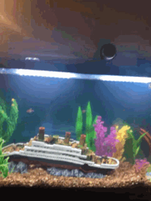 tank fish
