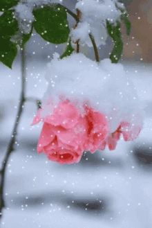 Snow Rose GIF