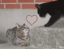 Kitty Cat GIF - Kitty Cat Love GIFs