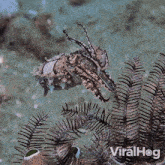 Camouflaging Cuttlefish GIF - Camouflaging Cuttlefish Viralhog GIFs