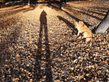 Big Shadow Sunshine GIF - Big Shadow Sunshine Nature GIFs
