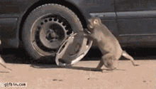 Micos Ladrones GIF - Monkey Monkeys Tire GIFs