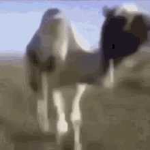 camel travelling animal humps