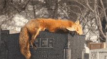 Fox Sleepy GIF