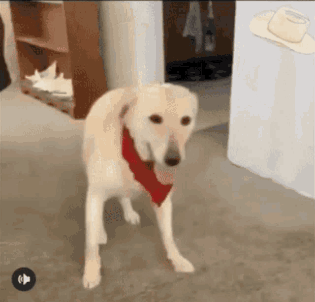 Dog Perro GIF - Dog Perro Perro - Discover Share GIFs