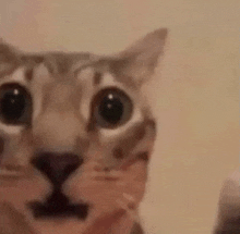 a close up of a cat 's face looking at the camera with big eyes .