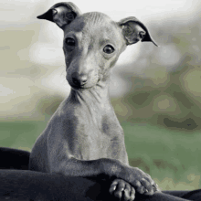 Wink Italian Greyhound GIF - Wink Italian Greyhound Cute GIFs
